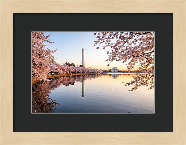 Tidal Basin Cherry Blossoms At Dawn