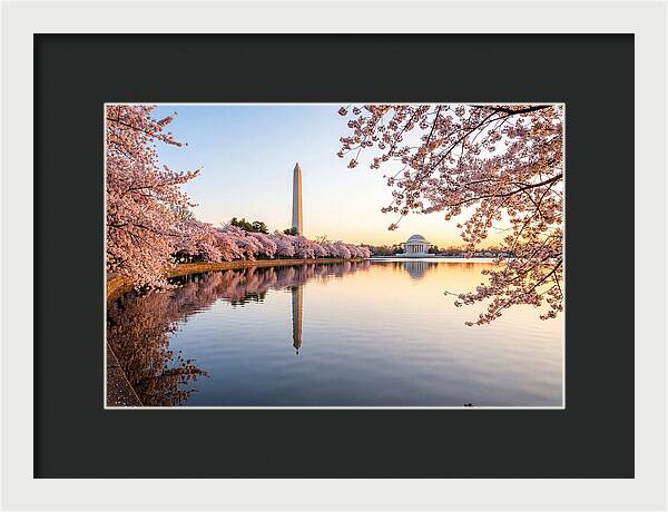 Tidal Basin Cherry Blossoms At Dawn