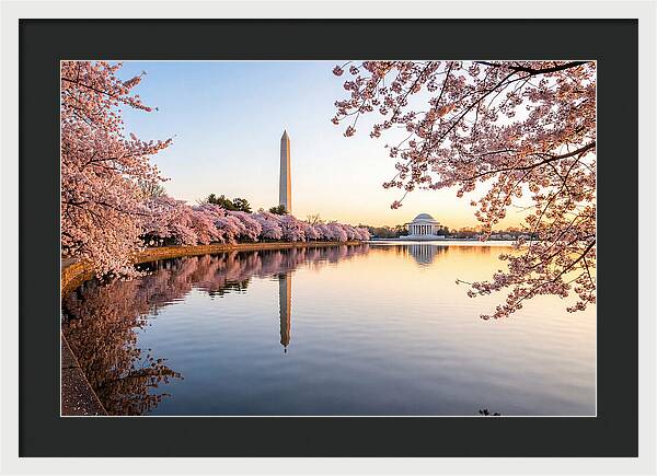 Tidal Basin Cherry Blossoms At Dawn