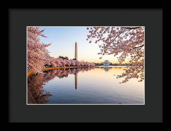 Tidal Basin Cherry Blossoms At Dawn