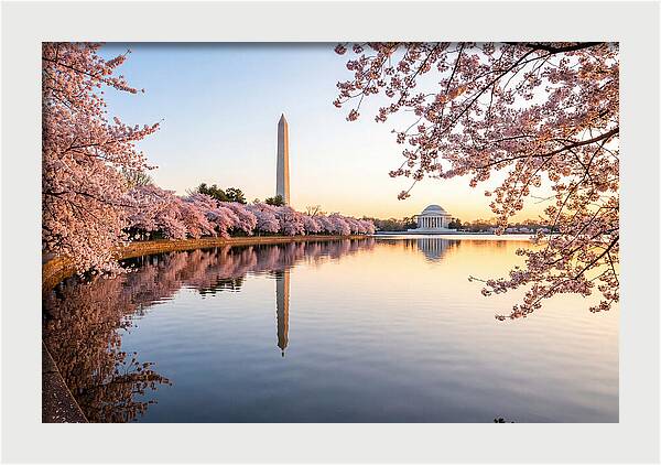 Tidal Basin Cherry Blossoms At Dawn