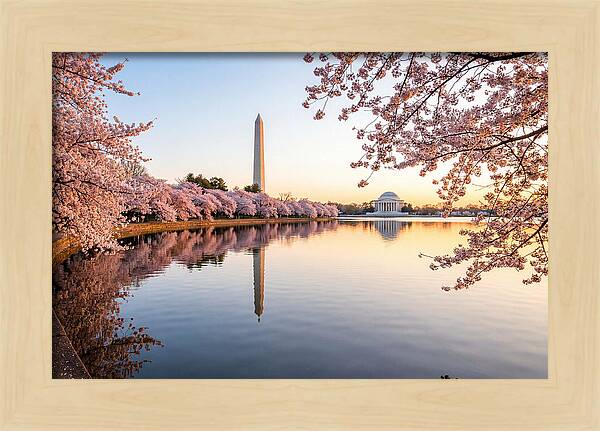 Tidal Basin Cherry Blossoms At Dawn