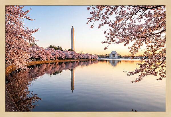 Tidal Basin Cherry Blossoms At Dawn