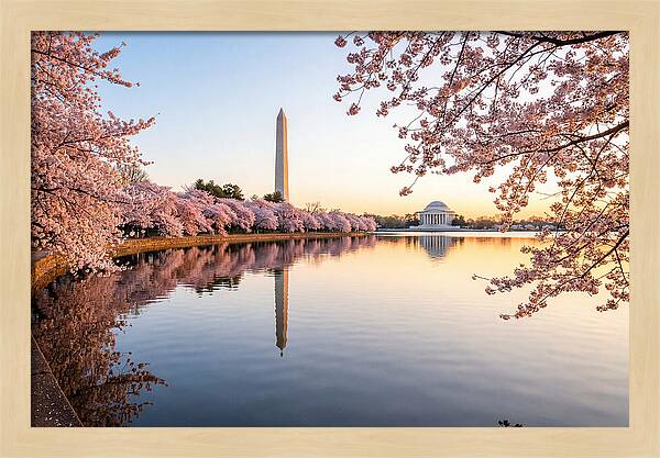 Tidal Basin Cherry Blossoms At Dawn