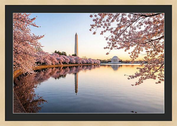 Tidal Basin Cherry Blossoms At Dawn