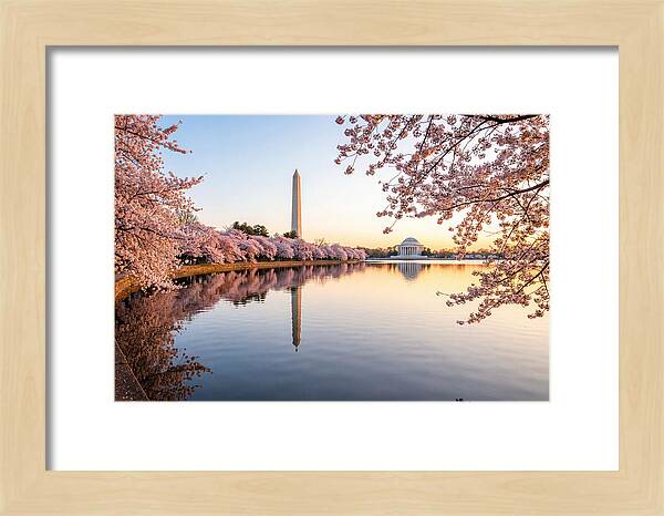 Tidal Basin Cherry Blossoms At Dawn