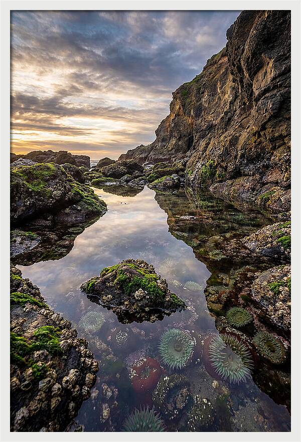 Tide Pool Reflections