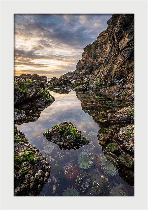 Tide Pool Reflections