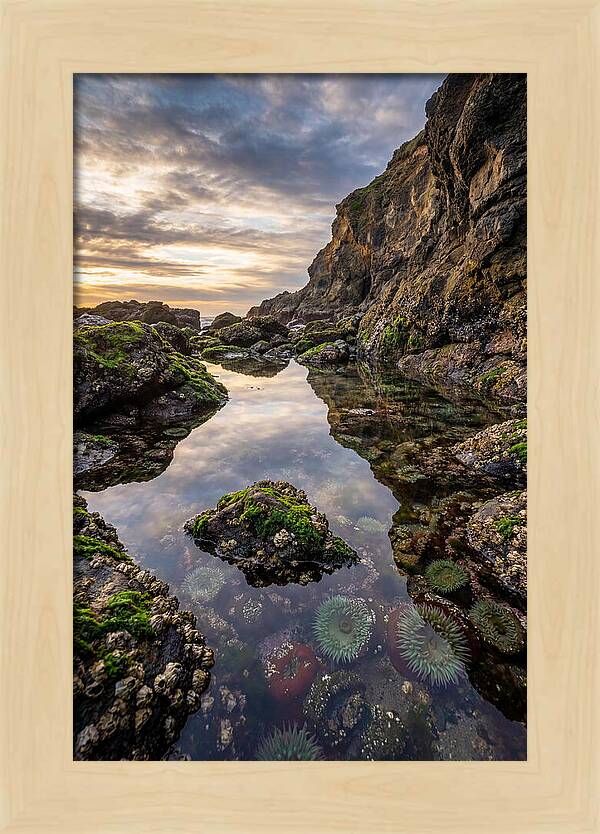 Tide Pool Reflections