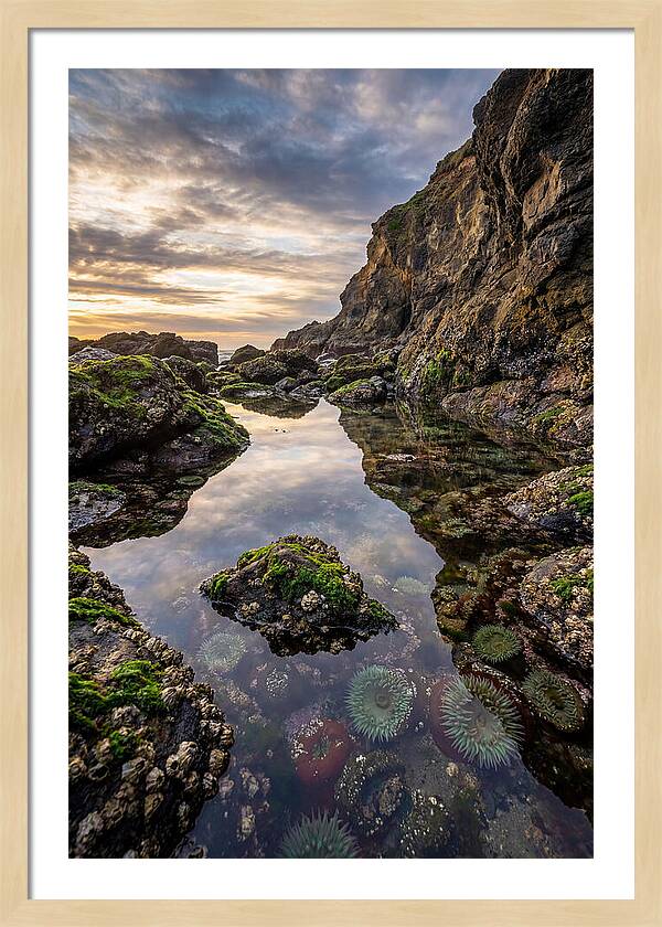 Tide Pool Reflections