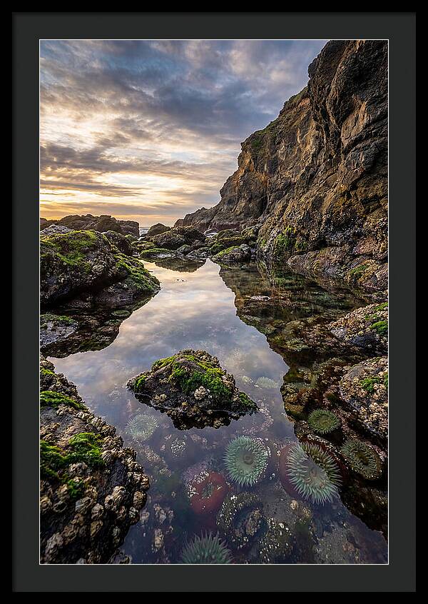 Tide Pool Reflections
