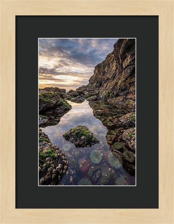 Tide Pool Reflections