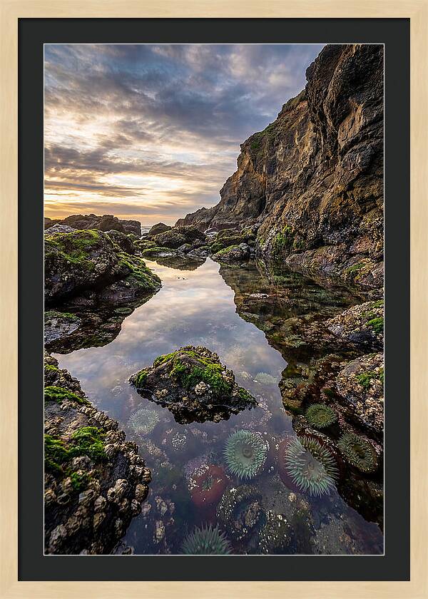 Tide Pool Reflections