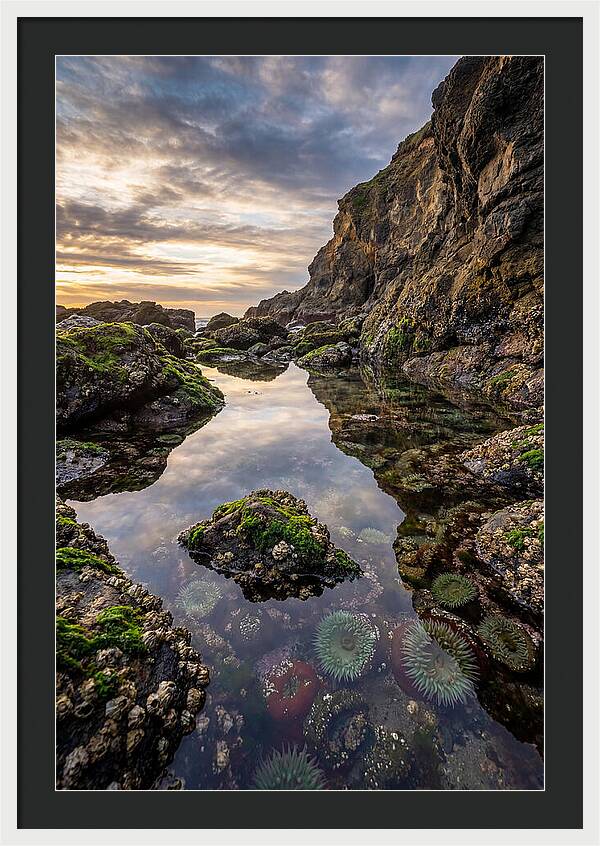 Tide Pool Reflections
