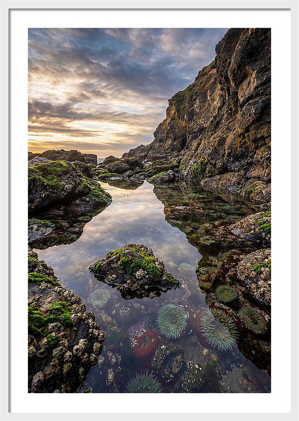 Tide Pool Reflections