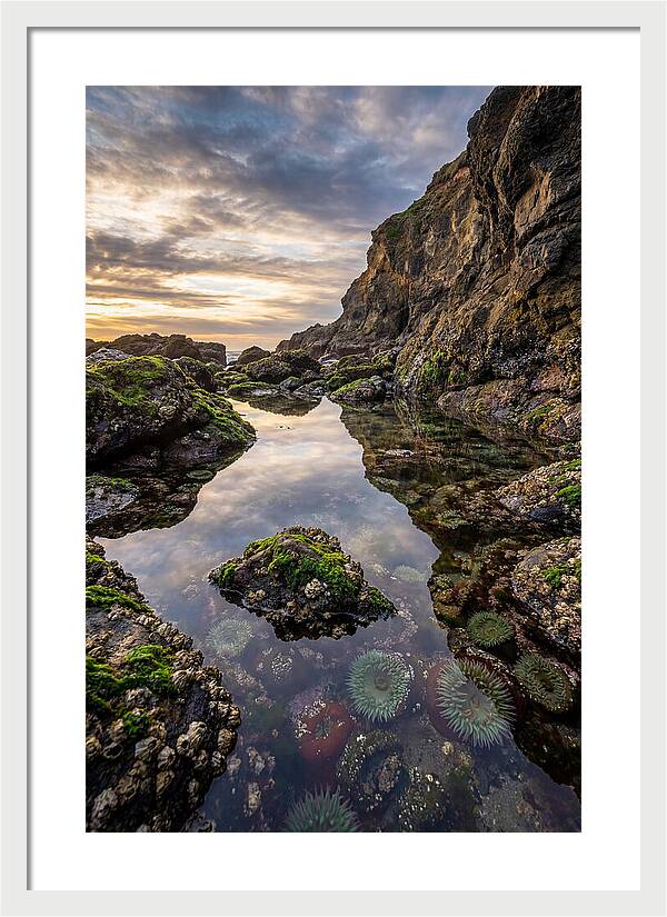 Tide Pool Reflections