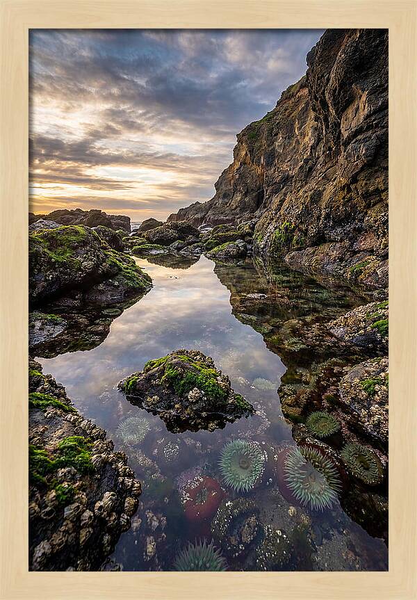 Tide Pool Reflections