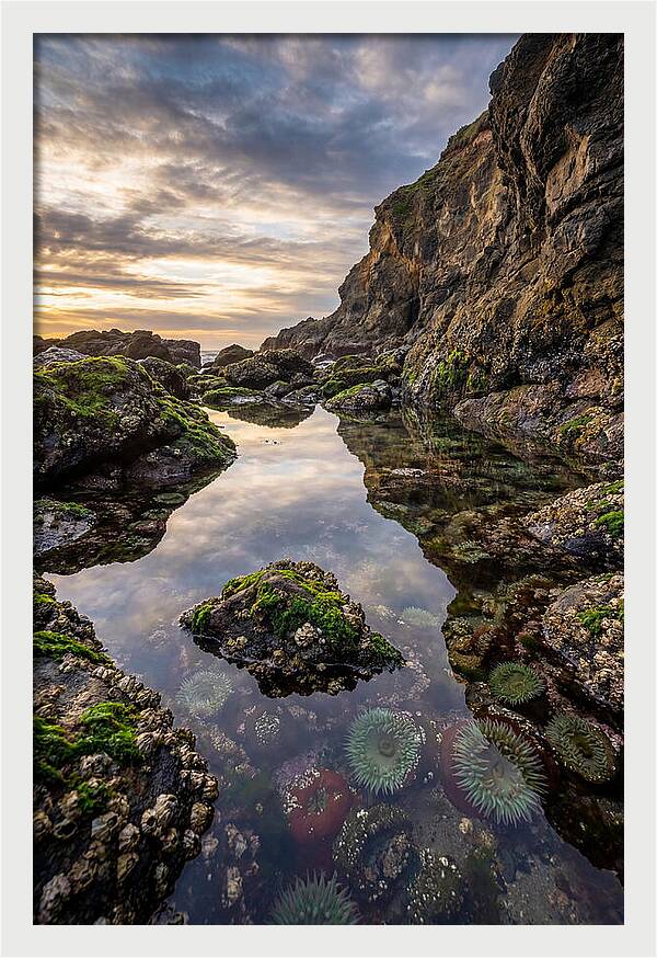 Tide Pool Reflections