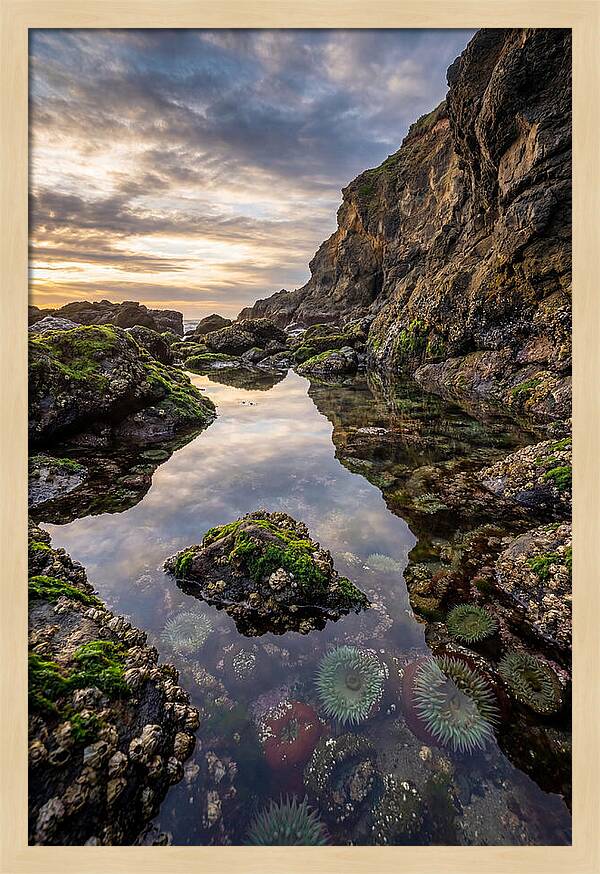 Tide Pool Reflections