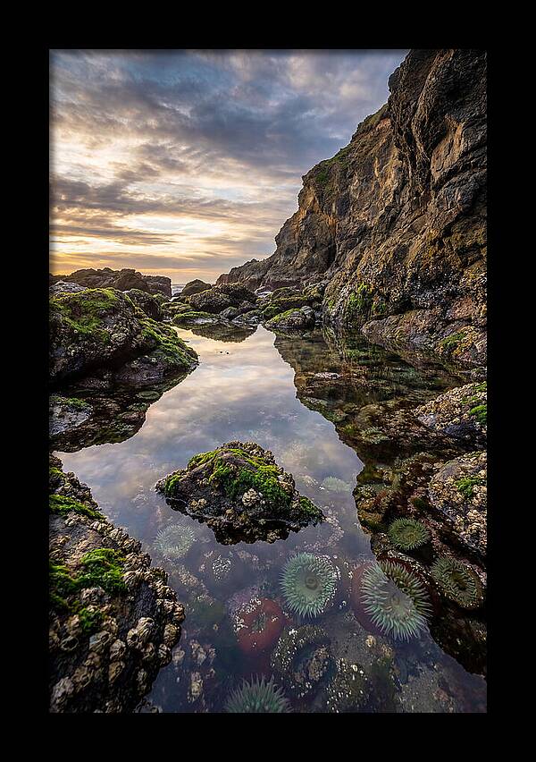 Tide Pool Reflections