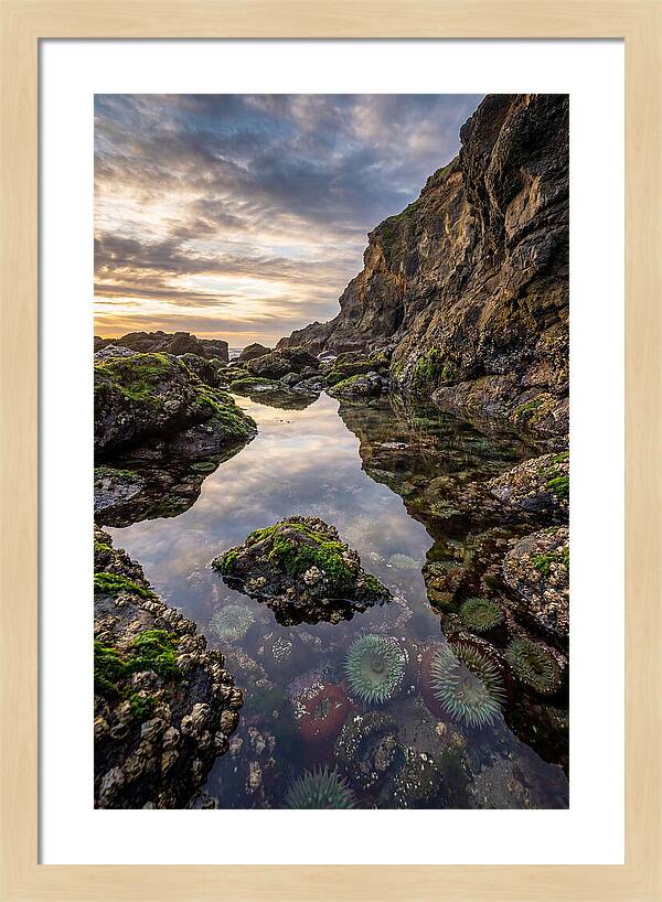 Tide Pool Reflections