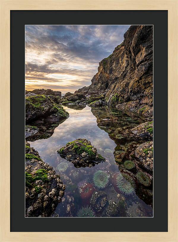 Tide Pool Reflections
