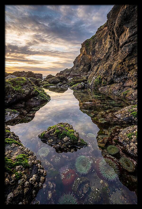 Tide Pool Reflections
