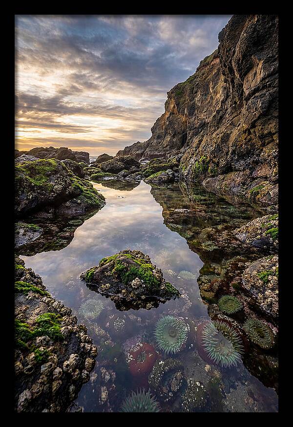 Tide Pool Reflections
