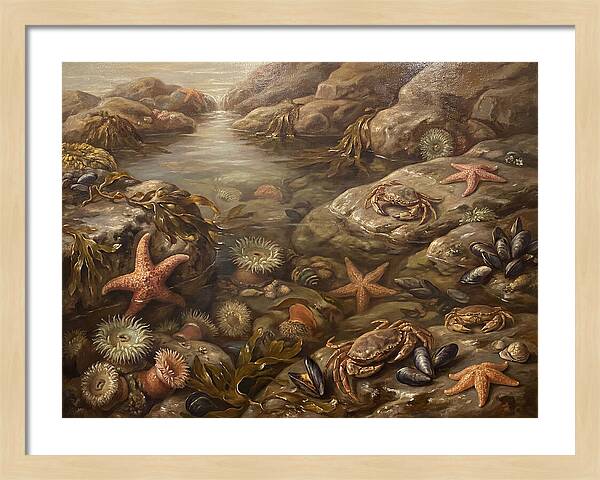 Tide Pool Serenity