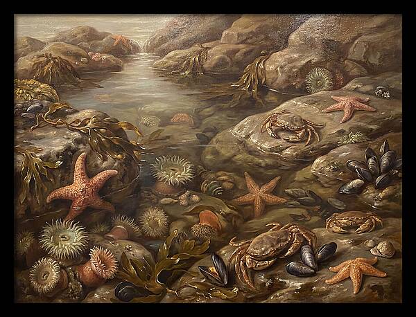Tide Pool Serenity