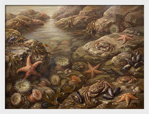 Tide Pool Serenity