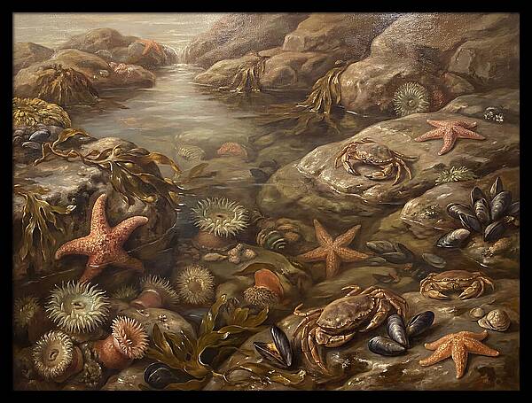 Tide Pool Serenity