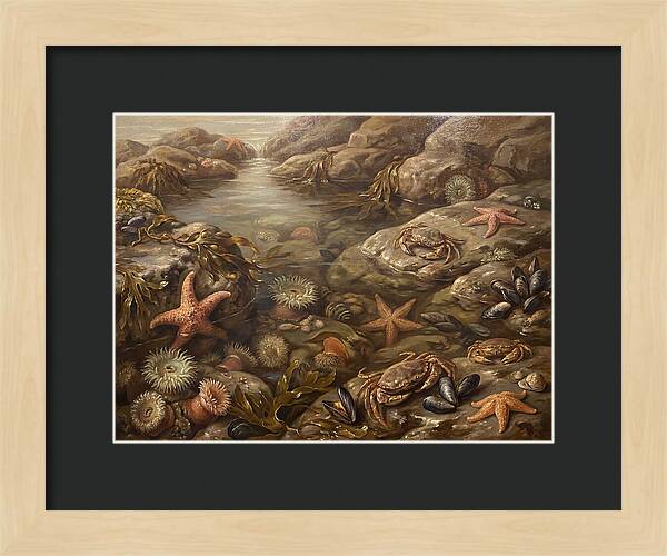 Tide Pool Serenity