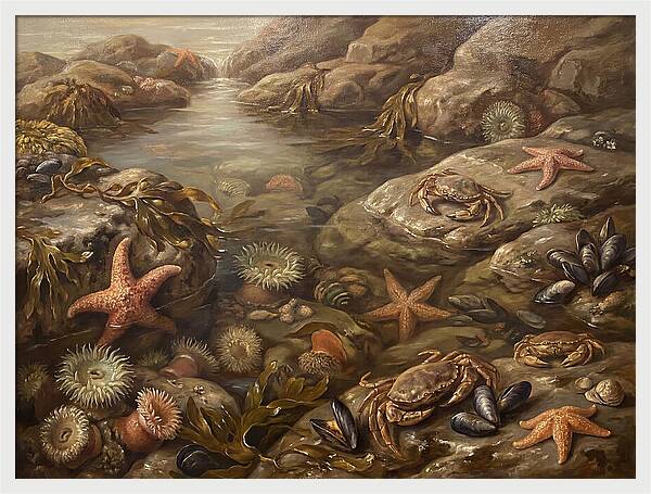 Tide Pool Serenity