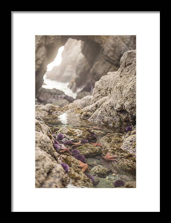 Tide Pool Serenity