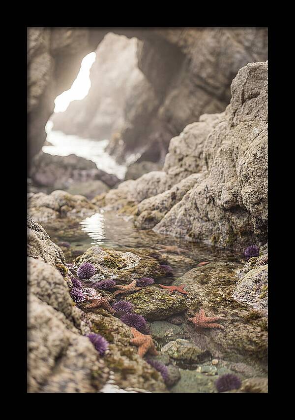 Tide Pool Serenity