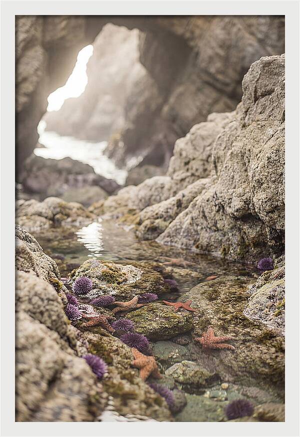 Tide Pool Serenity