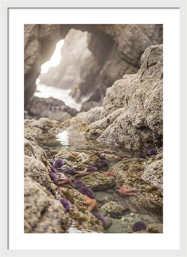 Tide Pool Serenity