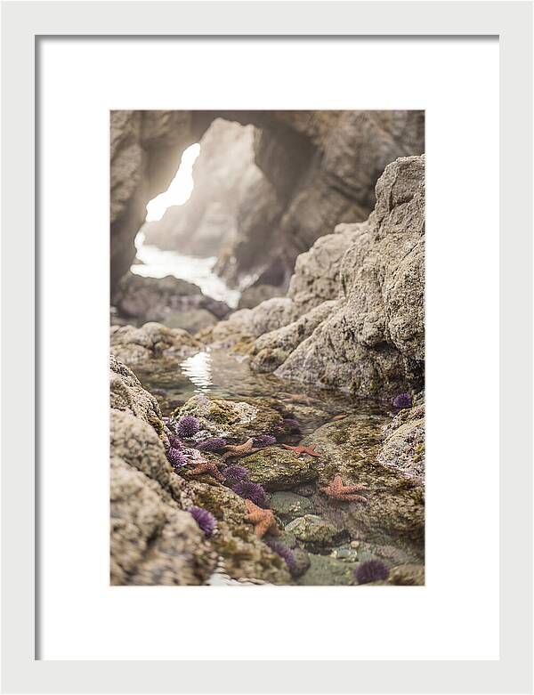 Tide Pool Serenity