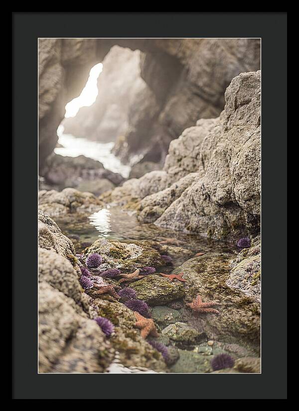 Tide Pool Serenity