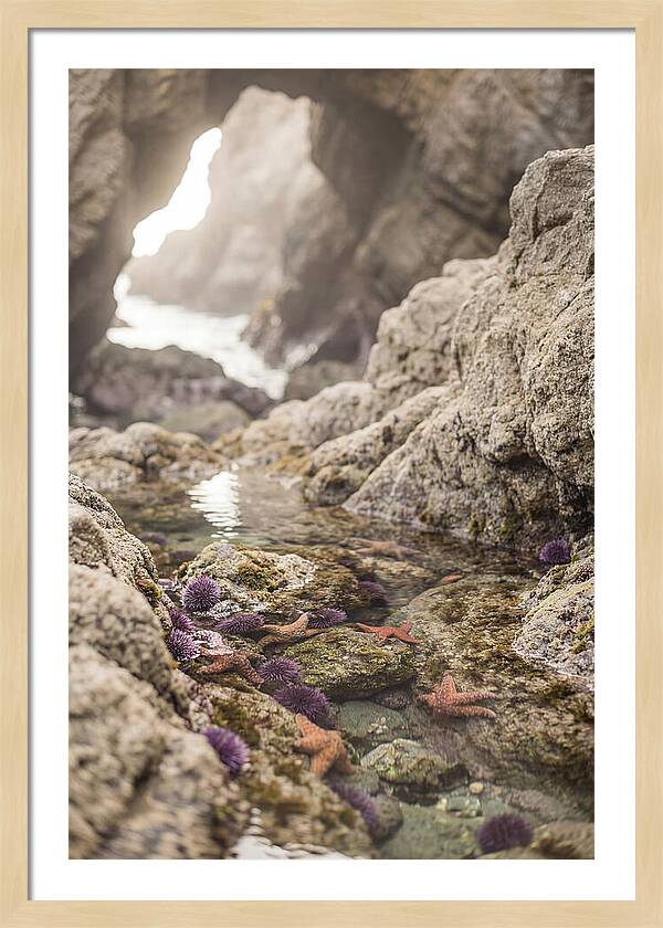 Tide Pool Serenity