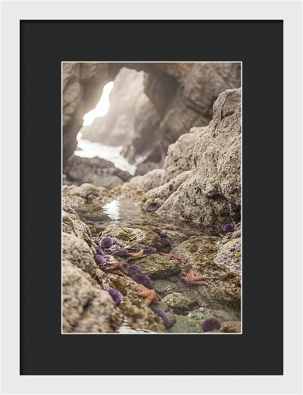 Tide Pool Serenity