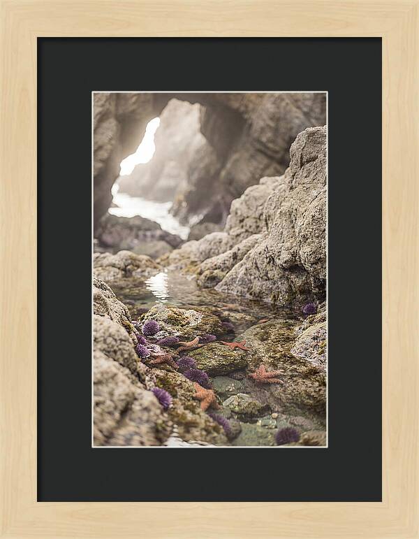 Tide Pool Serenity