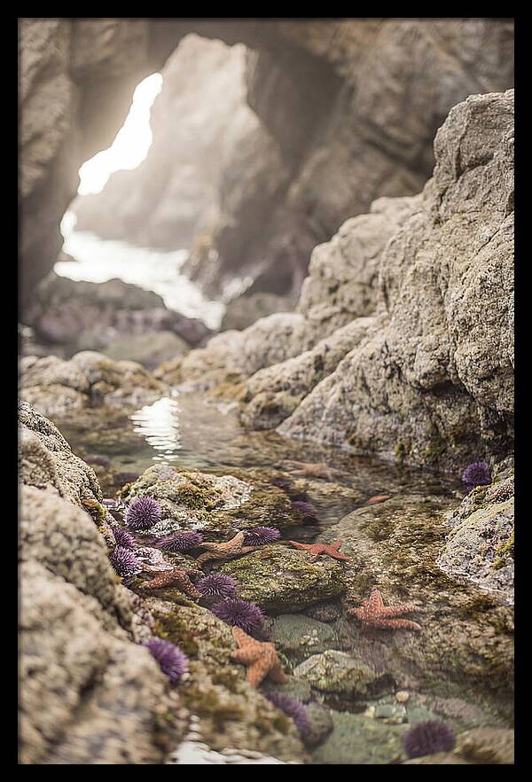 Tide Pool Serenity