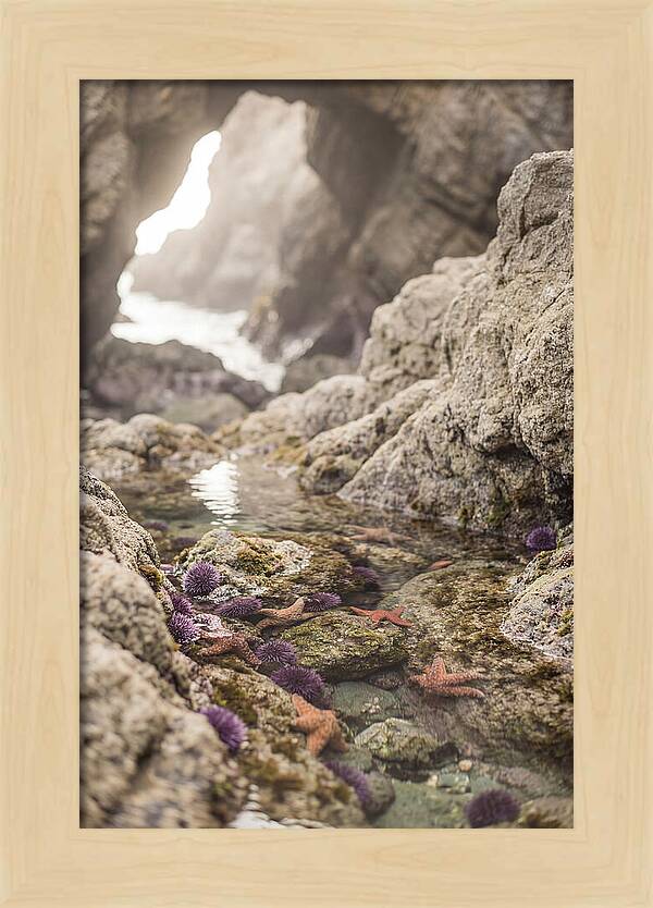 Tide Pool Serenity