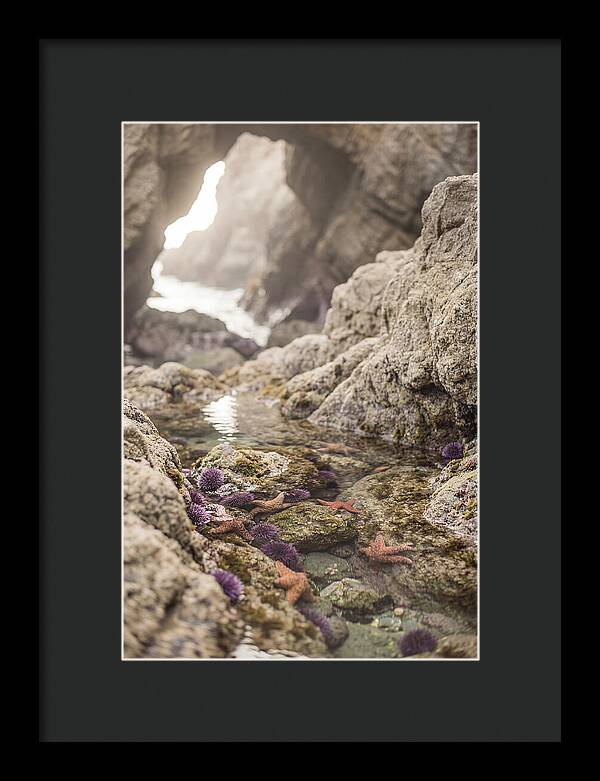 Tide Pool Serenity