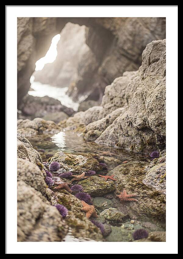 Tide Pool Serenity