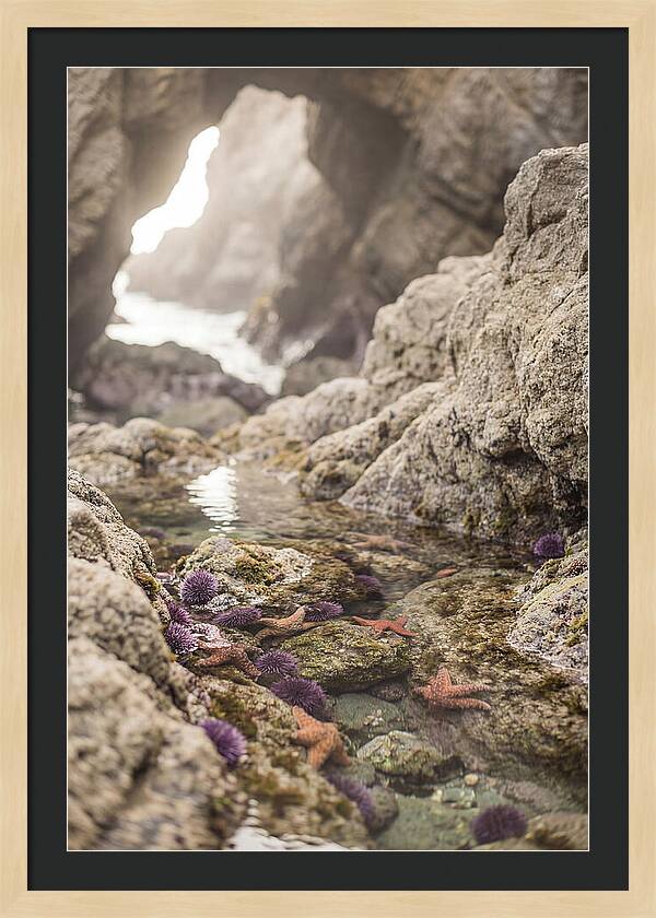 Tide Pool Serenity