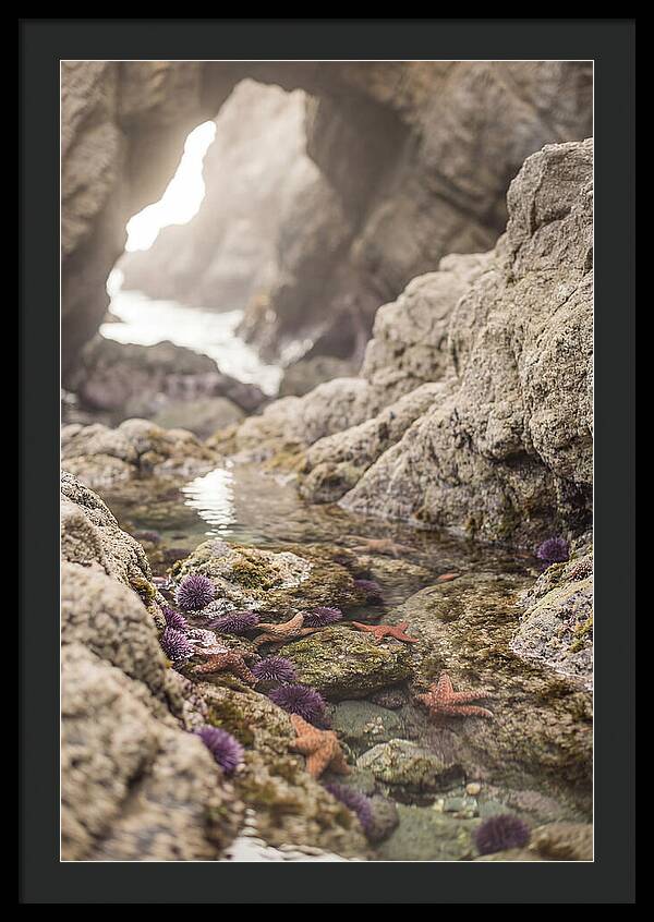 Tide Pool Serenity