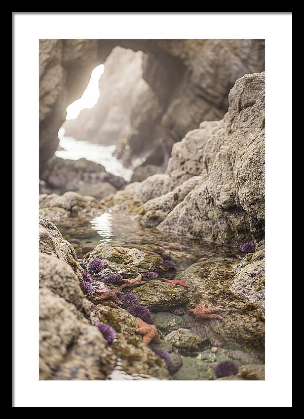 Tide Pool Serenity